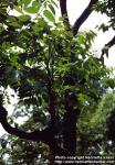 Photo: Ailanthus altissima 1.