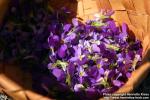 Photo: Viola tricolor 08.