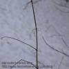 Nettle stalks in winter, seeds dropped long ago.