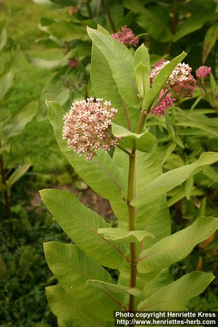 la fleur de Martin du 13 décembre trouvée par Martine D06_0560_asclepias-syriaca