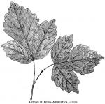 Leaves of Rhus aromatica, Aiton.