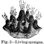 Fig. 2. - Living sponges.