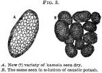 Fig. 3. A. New (?) variety of kamala seen dry.