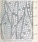 Fig. 6.—Longitudinal section of inner bark of Prun...