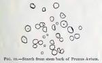 Fig. 10.—Starch from stem bark of Prunus Avium.