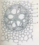 Fig. 3. Portion of cross-section of root