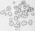 Fig. 4.—Starch of Cimicifuga.