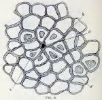 Fig. 6.— Small portion of under epidermis