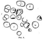 Fig. 6. A few starch grains of Veratrum viride