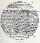 Fig. 7.—Longitudinal section through the midrib