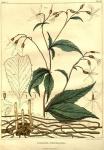 Table 05. Gillenia trifoliata.