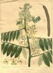 Table 12. Cassia marilandica.