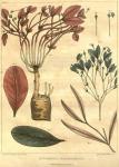 Table 18. Euphorbia ipecacuanha.