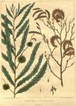 Table 19. Comptonia asplenifolia.