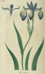 Pl. 16. Iris versicolor