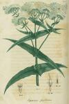 Pl. 02. Eupatorium perfoliatum