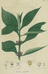 Pl. 09. Triosteum perfoliatum.