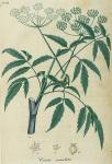 Pl. 12. Cicuta maculata.