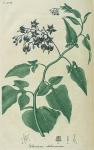 Pl. 18. Solanum dulcamara.