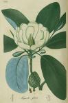 Pl. 27. Magnolia glauca.