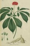 Pl. 29. Panax quinquefolium.