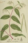 Pl. 36. Apocynum androsaemifolium.