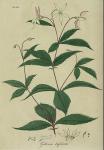 Pl. 41. Gillenia trifoliata.
