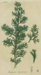 Pl. 45. Juniperus virginiana.