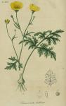 Pl. 47. Ranunculus bulbosus.
