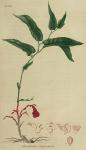 Pl. 49. Aristolochia serpentaria.