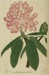 Pl. 51. Rhododendron maximum.
