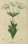 Pl. 53. Euphorbia corollata.