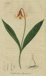 Pl. 58. Erythronium americanum.