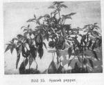 Bild 15. Spansk peppar.