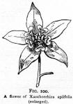 Fig. 100. A flower of Xanthorrhiza apiifolia.