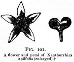 Fig. 101. A flower and petal of Xanthorrhiza apiif...