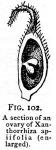 Fig. 102. A section of an ovary.