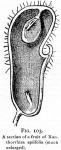 Fig. 103. A section of a fruit