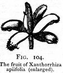 Fig. 104. The fruit.