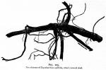 Fig. 105. The rhizome.