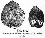 Fig. 120. An outer and inner petal