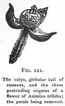 Fig. 121. The calyx, globular ball of stamens