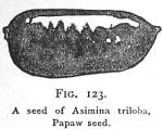 Fig. 123. A seed of Asimina triloba