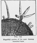 Fig. 127. Magnified portion of the stem