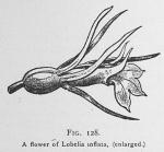 Fig. 128. A flower of Lobelia inflata,