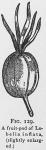Fig. 129. A fruit-pod of Lobelia inflata,