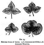 Fig. 13. Extreme forms of leaves.
