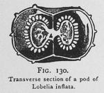Fig. 130. Transverse section of a pod