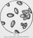 Fig. 137. Pollen of Lobelia inflata,