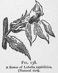 Fig. 138. A flower of Lobelia syphilitica.